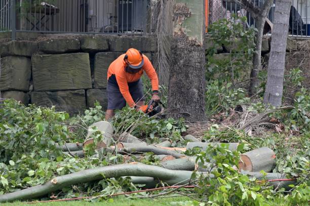 Best Tree Removal  in Iron River, MI